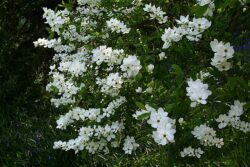 Exochorda 'The Bride'