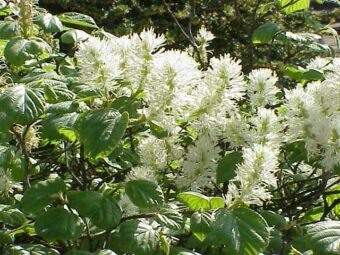 Growing Fothergilla in Containers-Growing Witch Alder or Witch Hazel