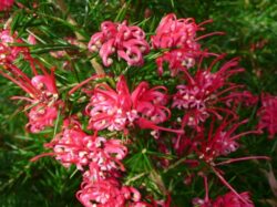 Grevillea juniperina