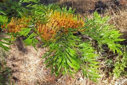 Grevillea robusta