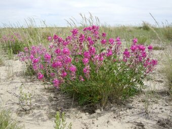 Growing Hedysarum in Containers- Growing the Rare Sweetvetch