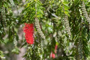 Growing Grevillea in Containers- Growing Spider Flowers