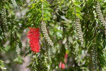 Grevilleas are attractive shrubs to grow in containers