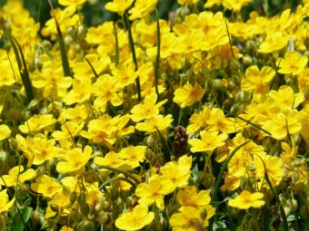 Growing Helianthemum in Containers- Growing Sun Rose or Rock Rose