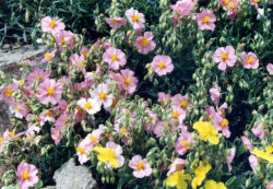 Helianthemum nummularium 'Wisley Pink'