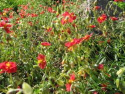 Helianthemum'Ben Macdhui'