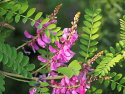 Indigofera heterantha