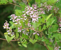 Indigofera potaninii