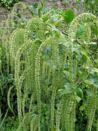 Itea ilicifolia