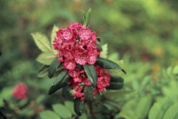 Kalmia angustifolia