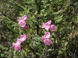 Kalmia polifolia