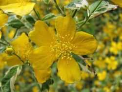 Kerria japonica 'Picta'