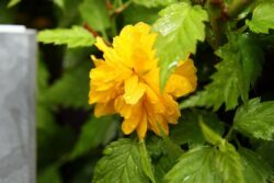 Kerria japonica 'Pleniflora'