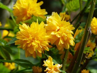 Kerria Japonica are wonderful plants to grow in containers