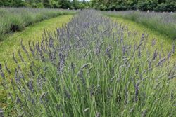 Lavandula angustifolia