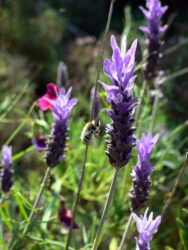 Lavandula dentata