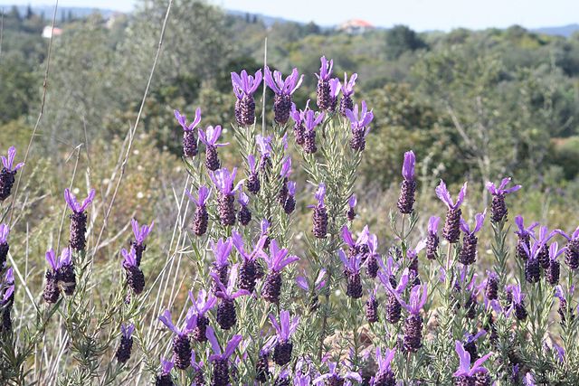 Lavandula stoechas