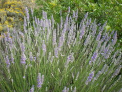 Lavandula x intermedia