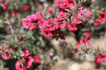 Leptospermums are delightful plants to grow in containers but they are tender.