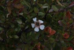 Leptospermum javanicum