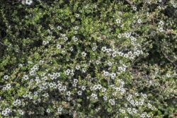 Leptospermum scoparium