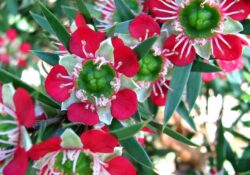 Leptospermum spectabile