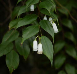 Leucothoe keiskei