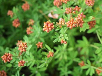 Growing Dorycnium (Lotus) in Containers-Growing Canary Clover or Hairy Canary