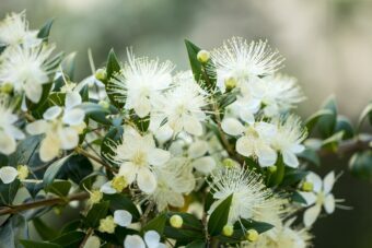 Myrtus are a great old-fashioned shrub that does well in containers