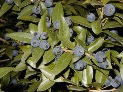 Myrtus communis berries