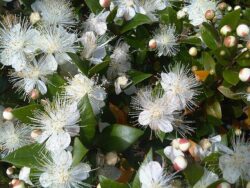 Myrtus communis