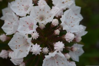 Growing Kalmia in Containers- Grow This Attractive Shrub of Calico Bush or Mountain Laurel