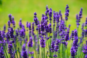 Growing Lavandula in Containers- Growing Lavender