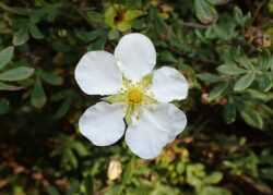 Dasiphora fruticosa 'Abbotswood'