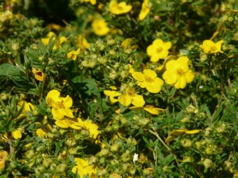 Growing Dasiphora (Potentilla fruticosa) in Containers- Growing Shrubby Cinquefoil, Golden Wordhock. Bush Cinquefoil, Shrubby Five-finger, Widdy or Kuril Tea