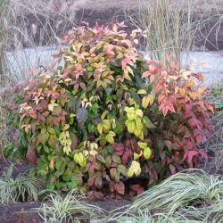 Nandina domestica 'Firepower'