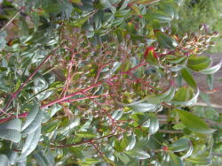 The fruits of Nandina