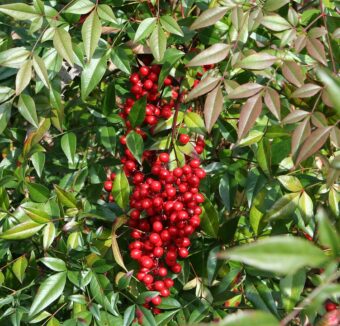 Growing Nandina in Containers-Growing the Small Shrub of Heavenly Bamboo