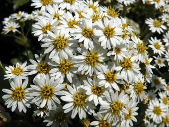 Growing Olearia in Containers-Growing the Daisy Bush