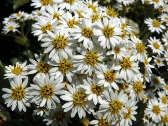 Olearia macrodonta