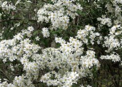 Olearia phlogopappa