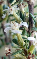 Olearia solandri