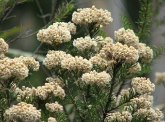 Ozothamnus are attractive shrubs and look great grown in containers.