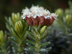 Ozothamnus ledifolius