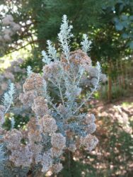 Ozothamnus rosmarinifolius