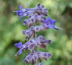 Perovskia atriplicifolia 'Little Spire'