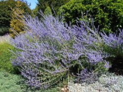 Perovskia atriplicifolia 'Little Spire'