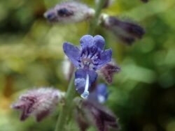 Perovskia atriplicifolia'Lacey Blue'