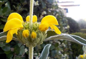 Growing Phlomis in Containers- Growing Jerusalem Sage