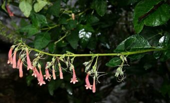 Growing Phygelius in Containers-Growing Cape Figwort or Cape Fuchsia
